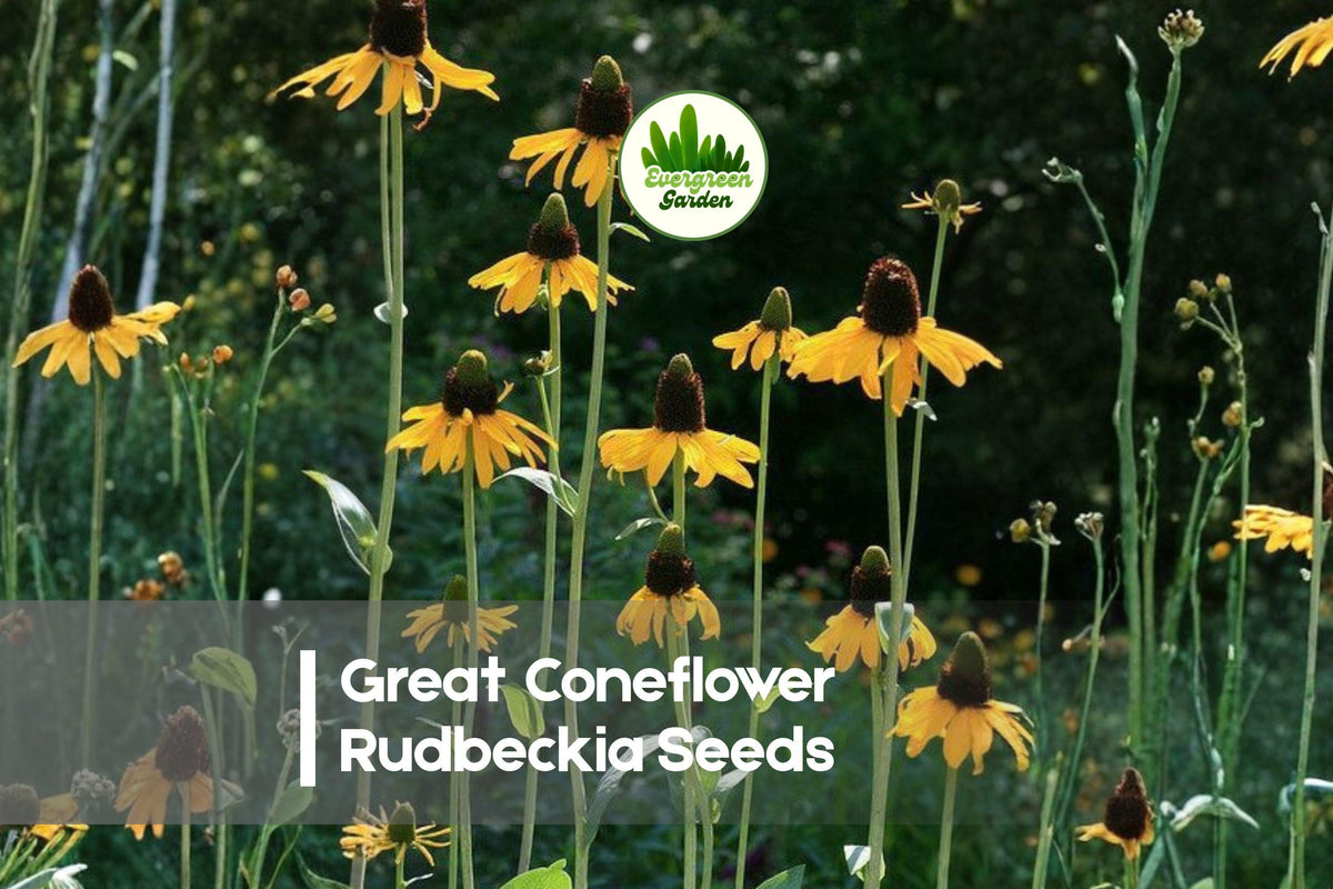 200 Rudbeckia maxima Seeds | Tall Coneflower Perennial Wildflower for Prairie Gardens & Pollinator Beds