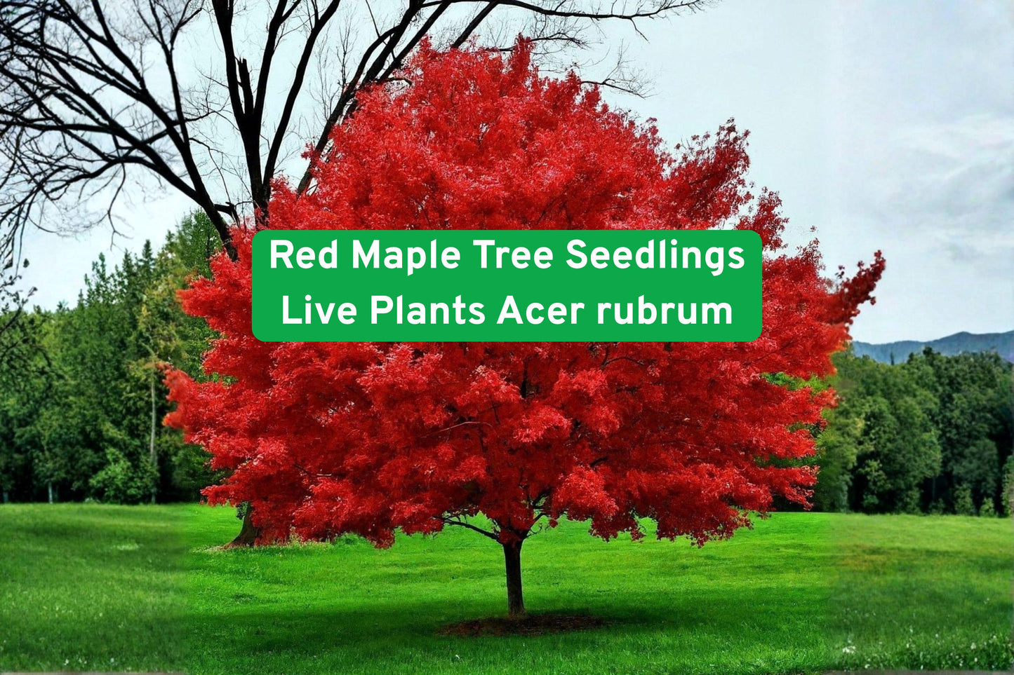Red Maple Tree Seedlings - Live Acer rubrum for Landscaping, Shade, Fall Foliage, Garden, Yard