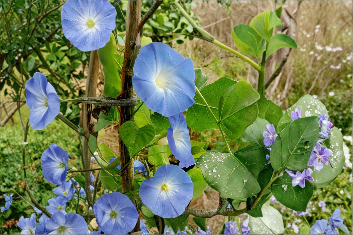 Heirloom Heavenly Blue Morning Glory Seeds – Climbing Vine with Sky-Blue Flowers, 200+ Seeds for Vertical Garden, Trellis & Fence