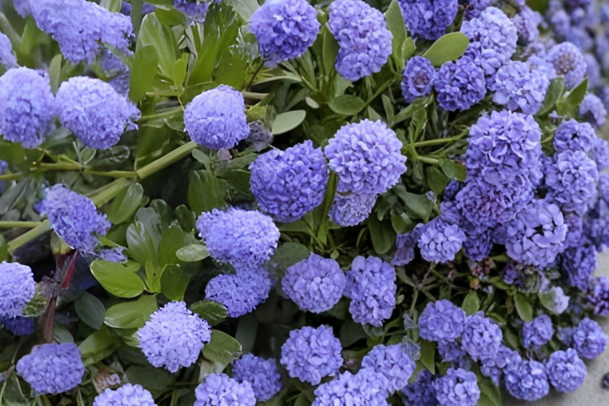 California Lilac Cuttings – Ceanothus Shrub with Blue Flowers, Drought-Tolerant Native, Evergreen, Pollinator-Friendly