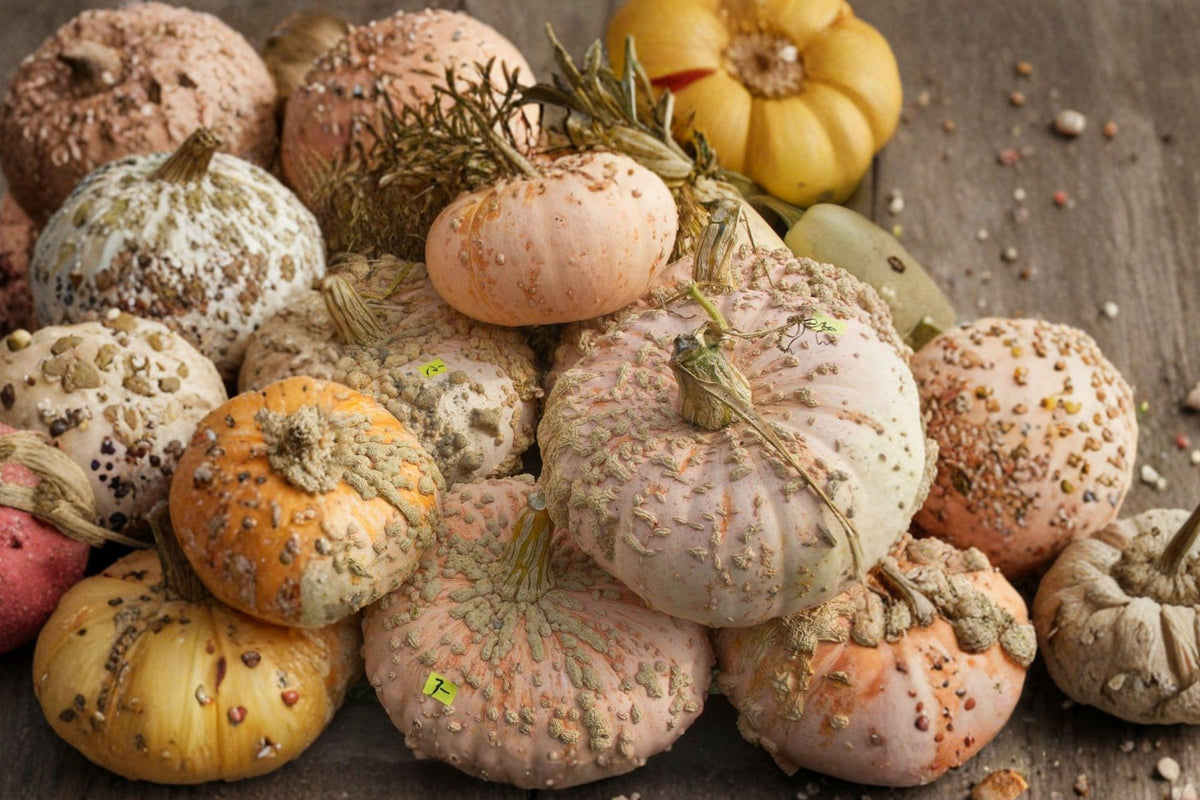 Galeux d’Eysines Pumpkin Seeds, French Heirloom, Pink Warted Gourmand Variety, Non-GMO, 10+ Seeds for Home Gardening