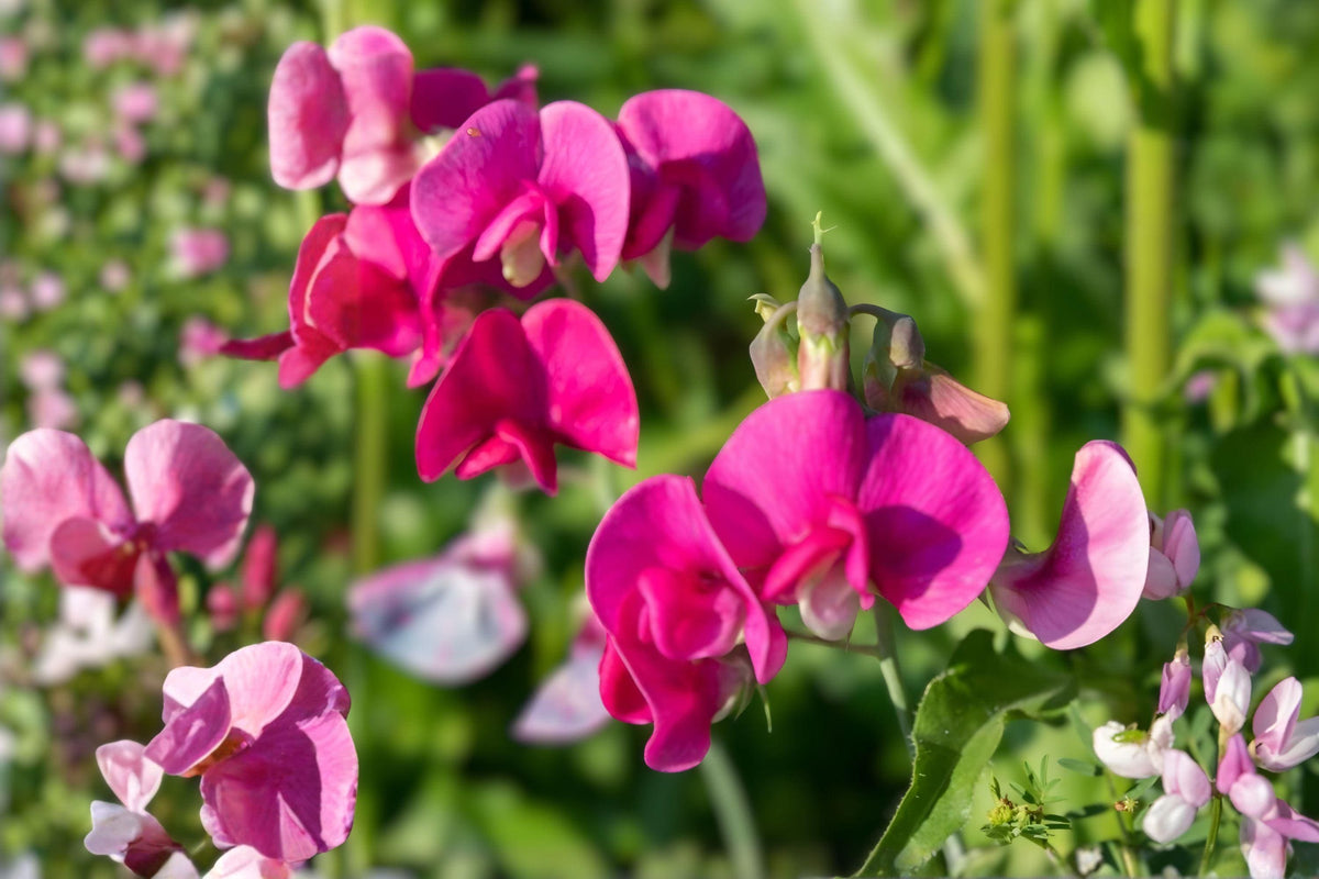 Sweet Pea Bush Cuttings – Polygala myrtifolia Milkwort Evergreen Flowering Shrub Live Plant for Hedges & Containers