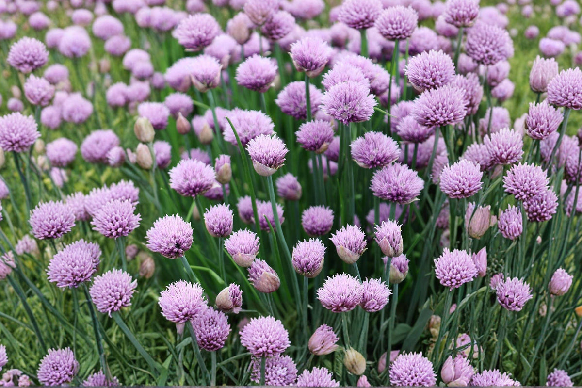 Perennial Chives Seeds, Heirloom Non-GMO Herb for Mild Onion Flavor, Garden Planting, Allium schoenoprasum
