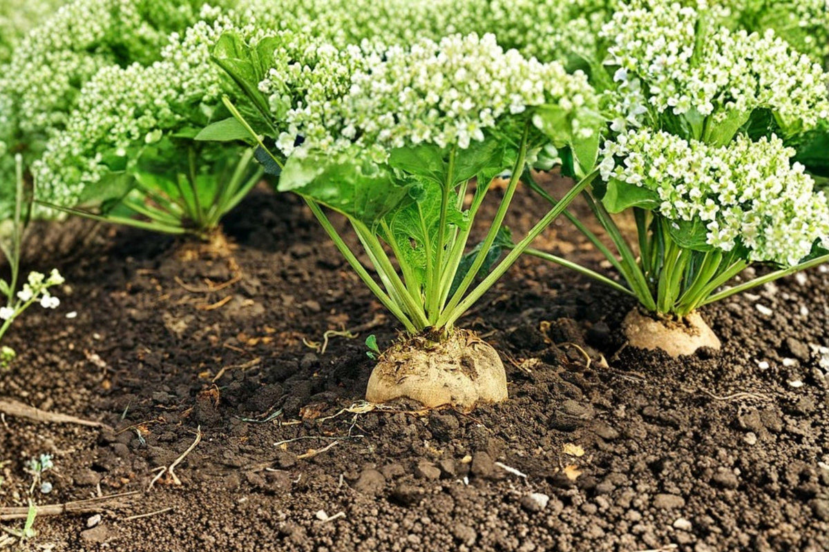 Heirloom Sugar Beet Seeds, High Yield Root Vegetable, Sweet Roots for Garden & Livestock, 200 Seeds