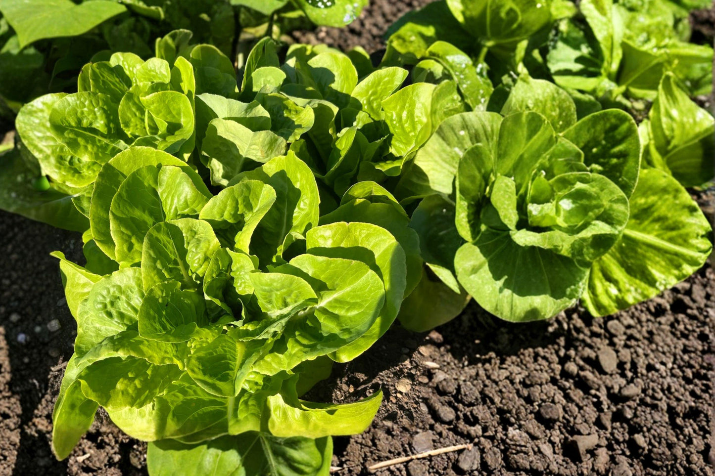 Buttercrunch Lettuce Seeds – Heirloom, Non-GMO, Heat Tolerant, High Yield, Bibb Type, Garden, Salad Greens