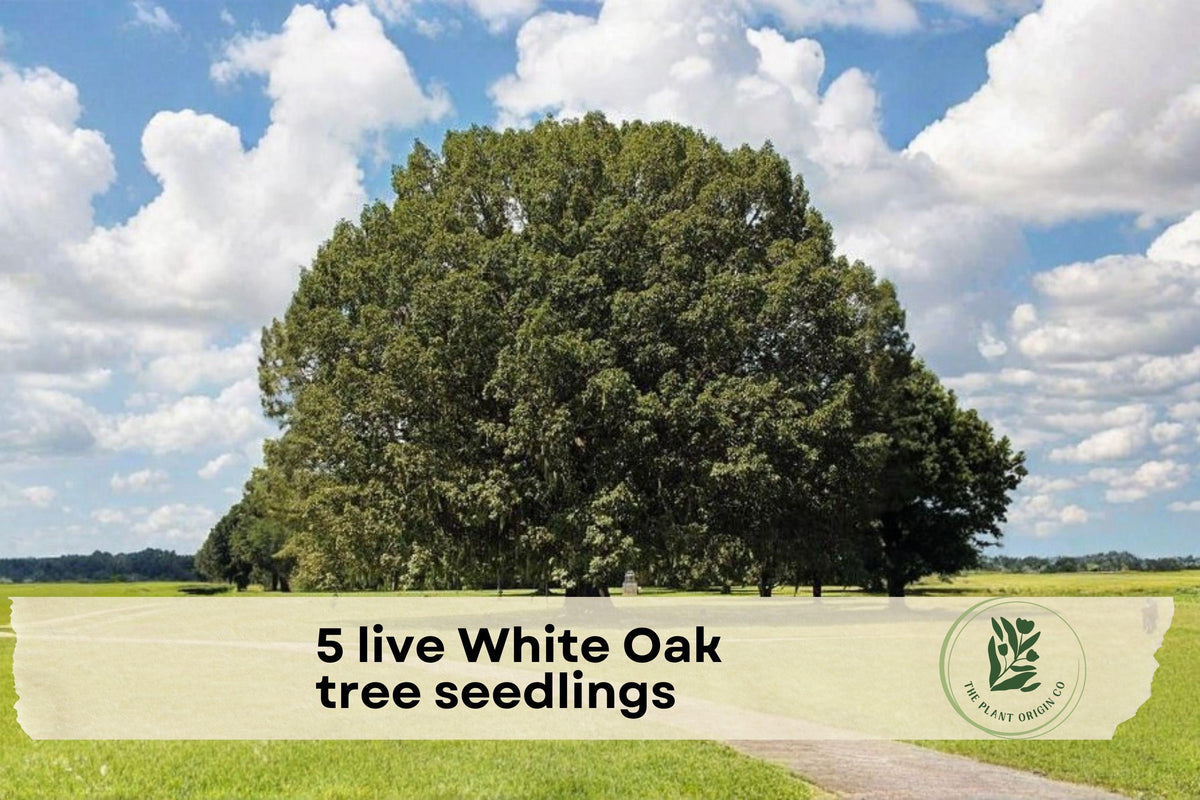Live White Oak Tree Seedlings – 5 Pack, Quercus alba, Native USA Hardwood for Landscaping & Shade