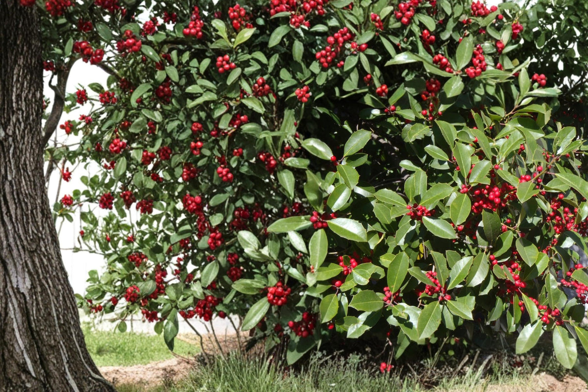 American Holly Seeds – Ilex opaca Evergreen Tree with Red Berries, Ornamental Hedge, Native North American Plant