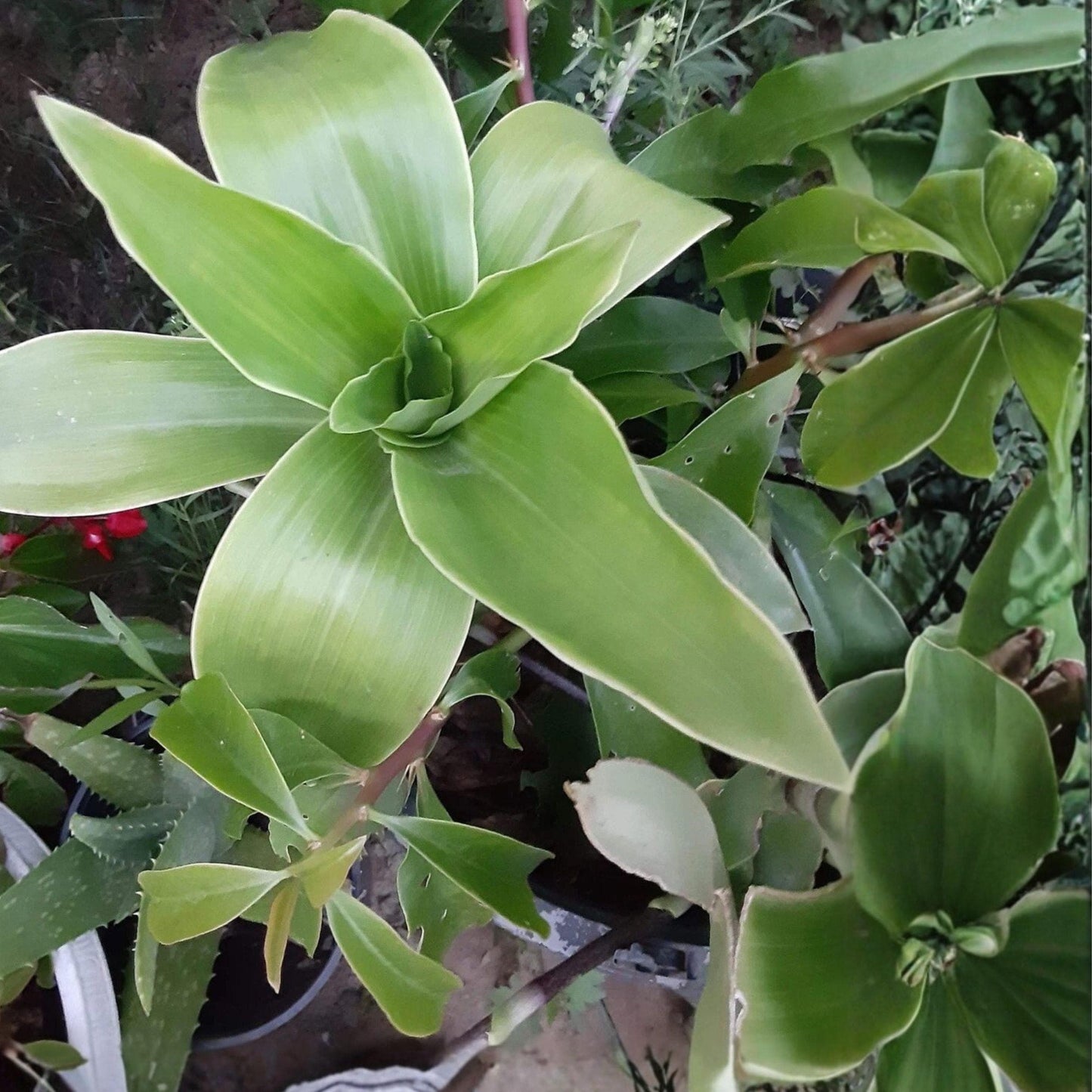 Callisia fragrans Basket Plant Cutting – Unrooted Trailing Houseplant, Green Foliage, Easy Propagation, Indoor Container or Hanging Display
