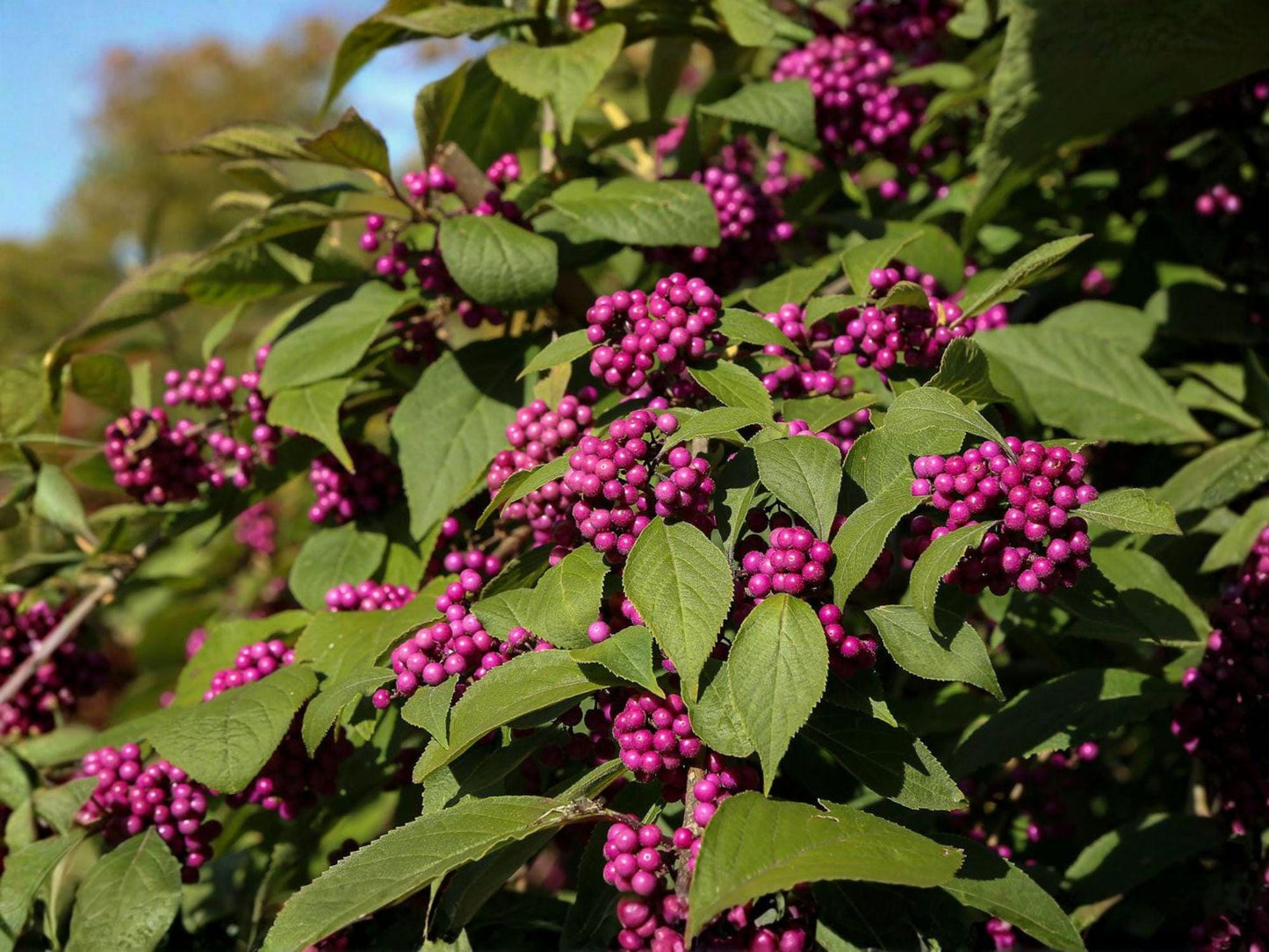 Beautyberry Shrubs 12-18 in Tall | Callicarpa americana Purple Berries | Wildlife Garden Plants (2 Pack)
