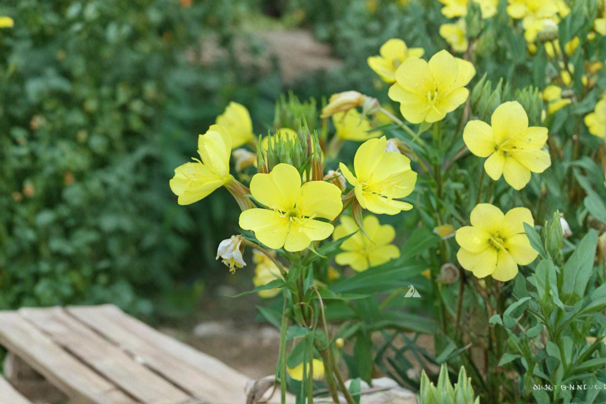 Evening Primrose Seeds – Oenothera lamarckiana – Bright Yellow Biennial Flower for Gardens & Wildflower Plantings