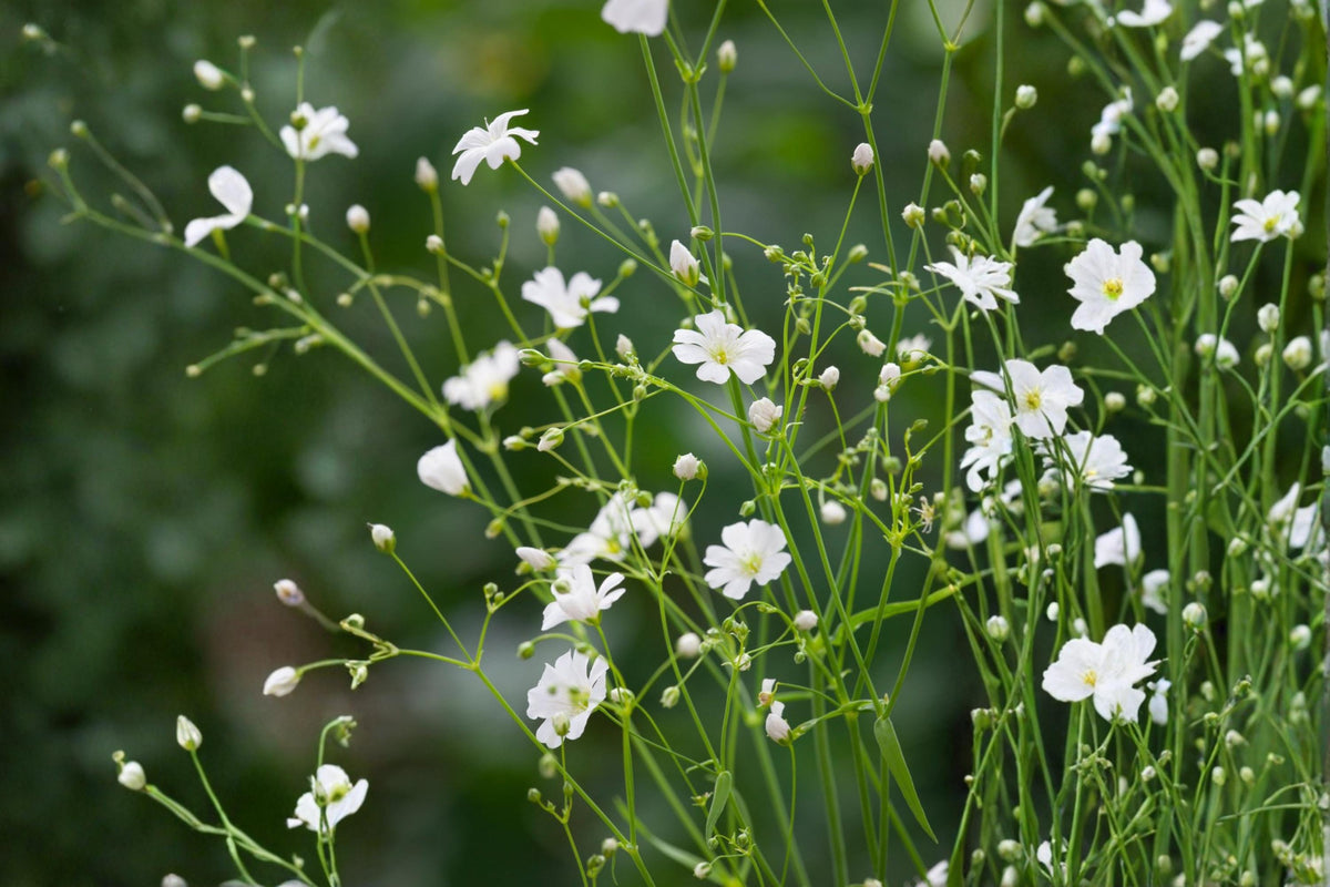 Covent Garden Baby's Breath Seeds – Gypsophila elegans, White Annual Flower for Borders & Garden Filler