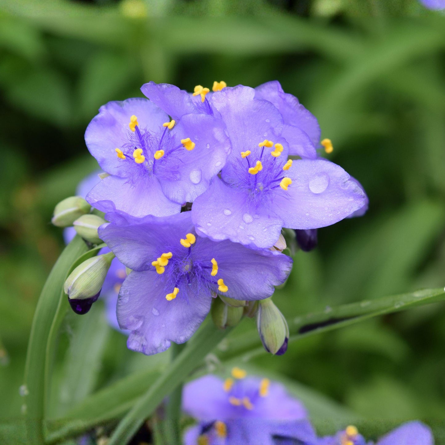 Prairie Spiderwort Seeds – Tradescantia bracteata Native Wildflower, Purple Flowers, Pollinator Plant, Perennial, 25 Seeds