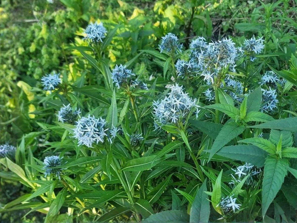 Eastern Bluestar Seeds – Amsonia tabernaemontana Heirloom Perennial Flower Seeds for Native Gardens and Perennial Beds