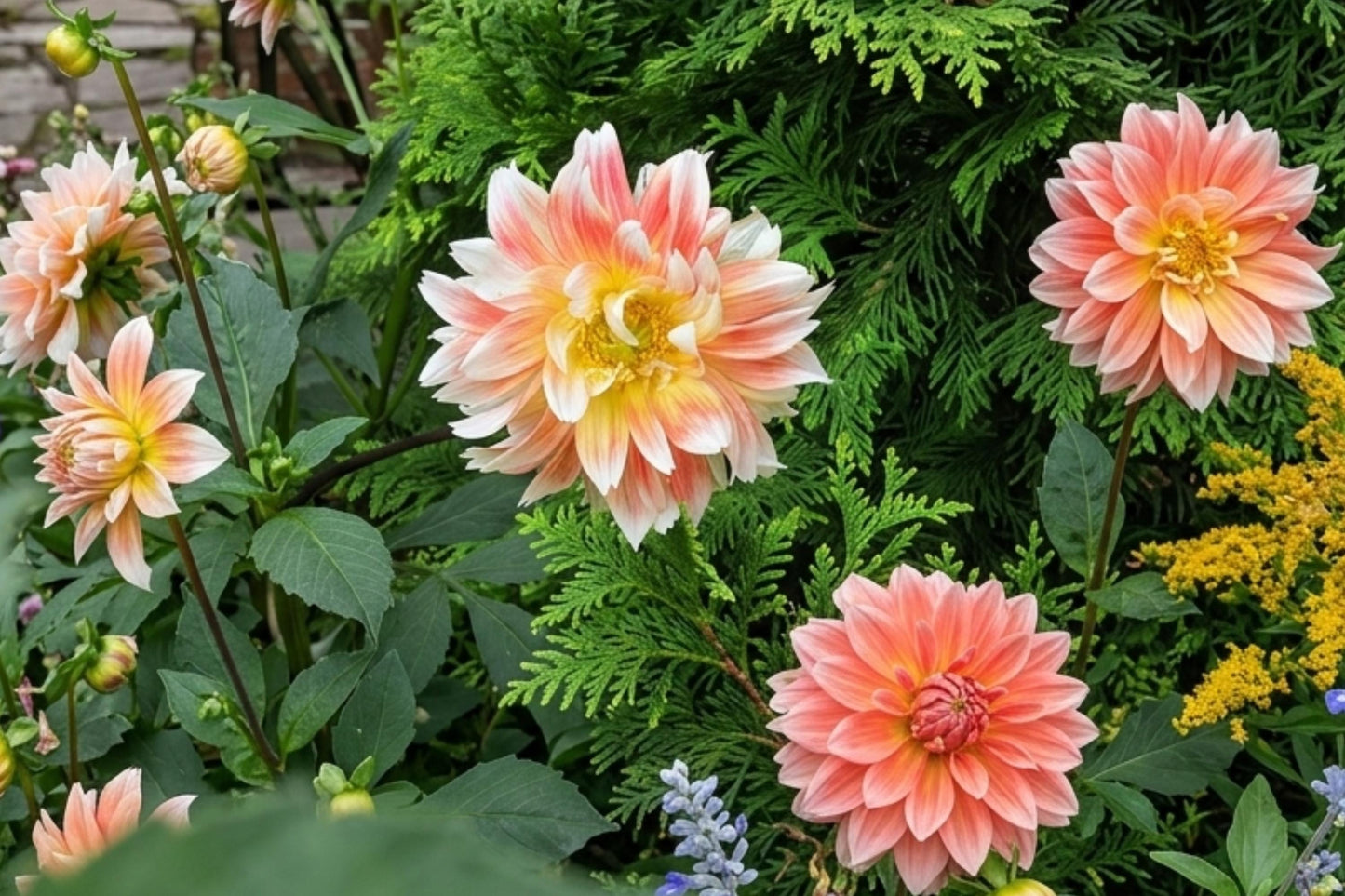 Pink Pooh Sunflower Seeds - 50pcs Non-GMO Organic Heirloom Pink Blooms Helianthus annuus for Garden, Cut Flowers