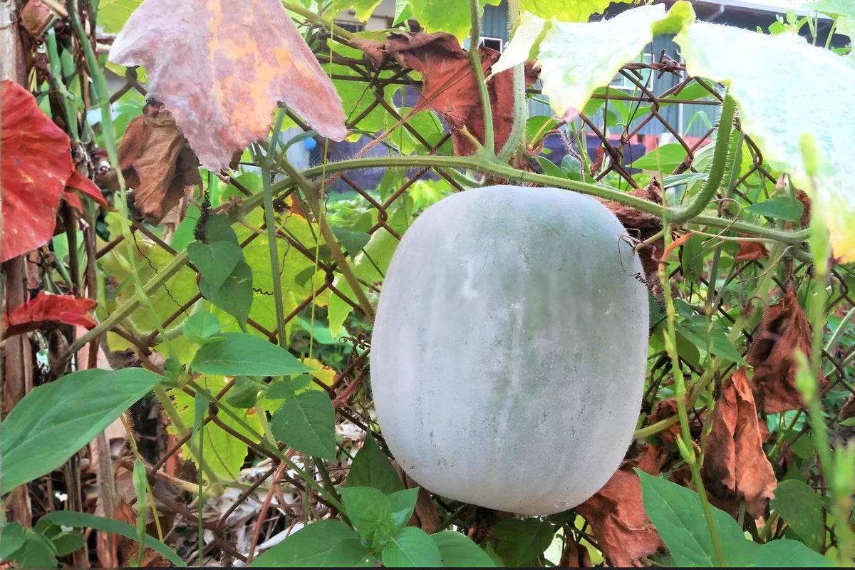 Winter Melon Seeds | Wax Gourd, Benincasa hispida, Round Gourds for Asian Cuisine & Gardening