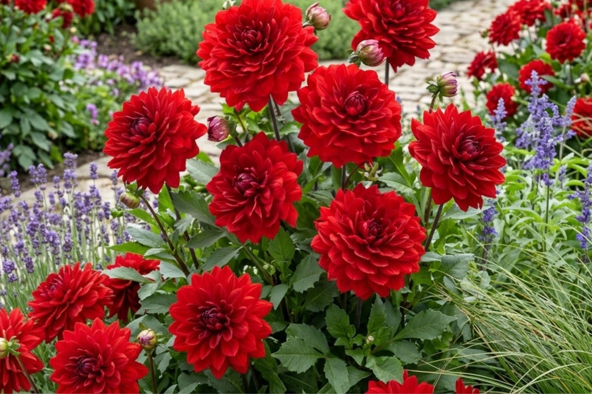 Dahlia Bulb Tuber Clumps | AMORA Karma | Bold Color | Dahlia variabilis for Garden Beds & Containers