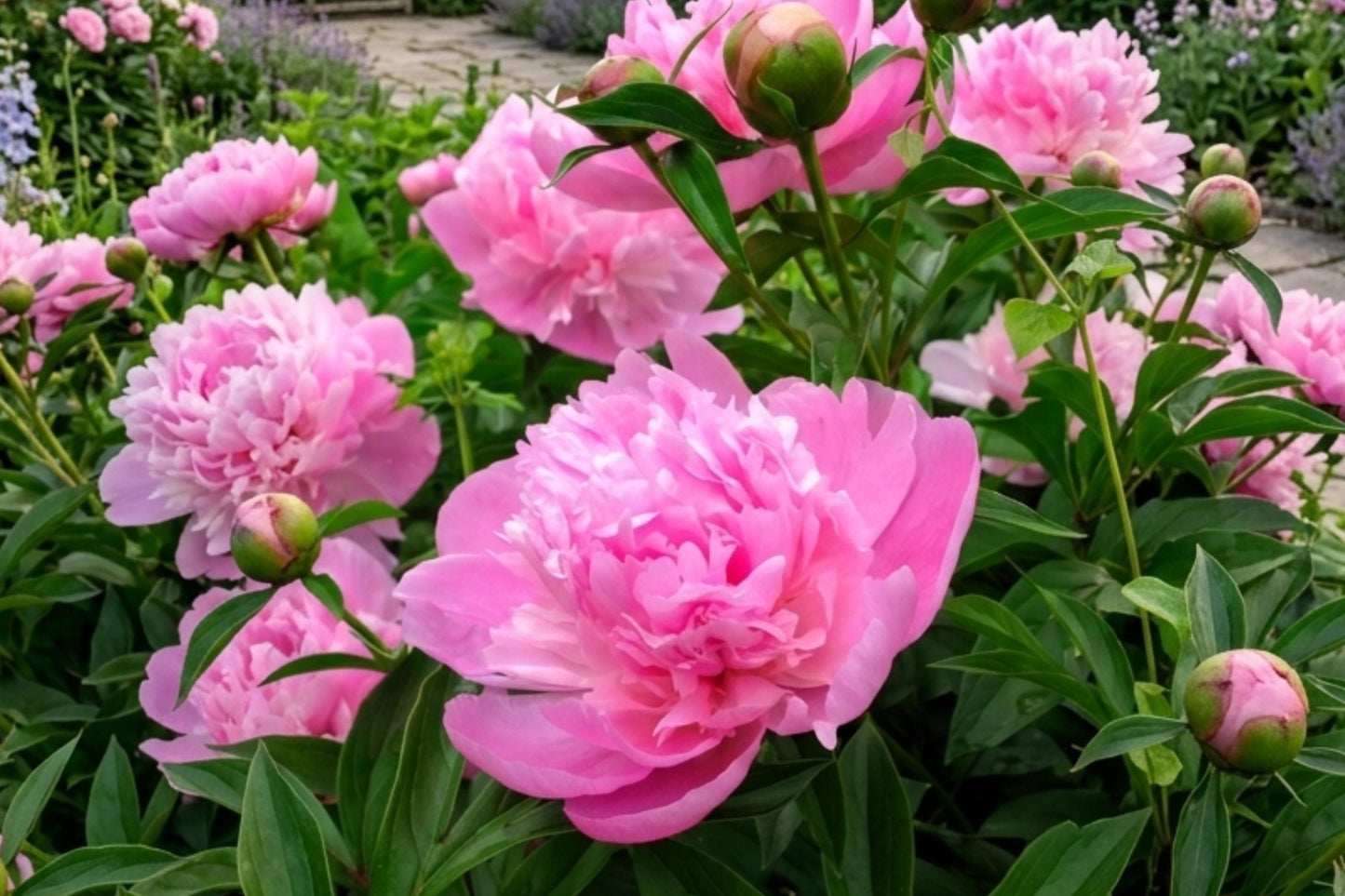 Sarah Bernhardt Peony Bulb - Pink Double Flower Root - Paeonia lactiflora - Live Perennial Flowering Plant