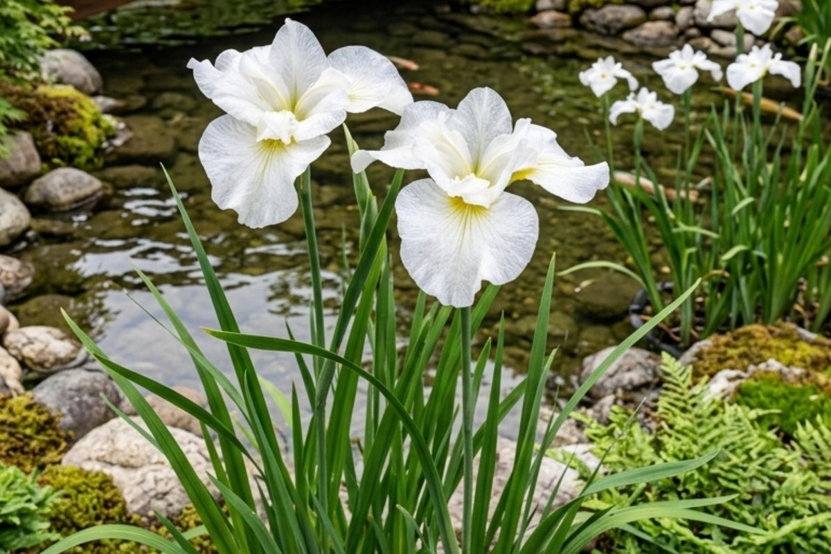 Snow Queen Siberian Iris Rhizomes - Bare Root Perennial with White Flowers - Iris sibirica for Garden Landscaping