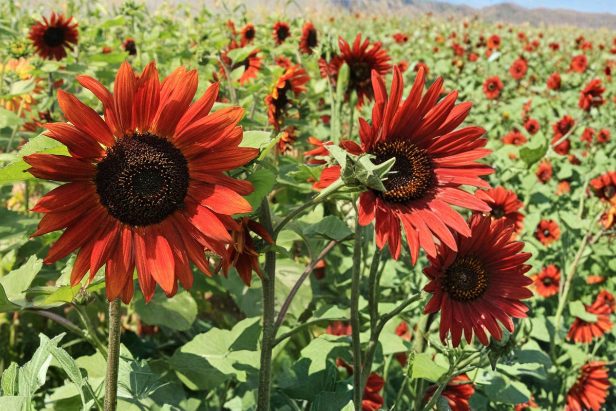 Velvet Queen Sunflower Seeds – Helianthus annuus – Burgundy Red Blooms, Annual Flower, Full Sun Garden Plant