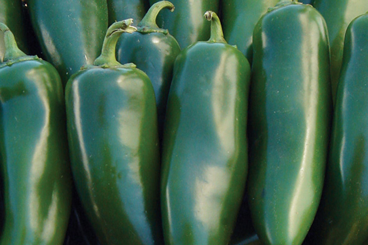 Mammoth Jalapeno Pepper Seeds – Heirloom Non-GMO High Yield Thick-Walled Green to Red Hot Peppers