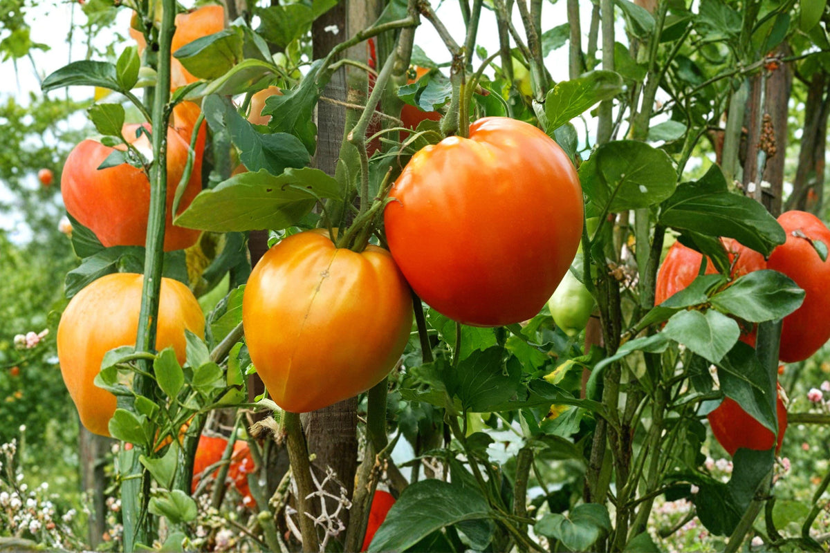 Orange Oxheart Tomato Seeds – Rare Heirloom, Heart-Shaped, Sweet Meaty Flavor, Indeterminate, Non-GMO, 30+ Seeds