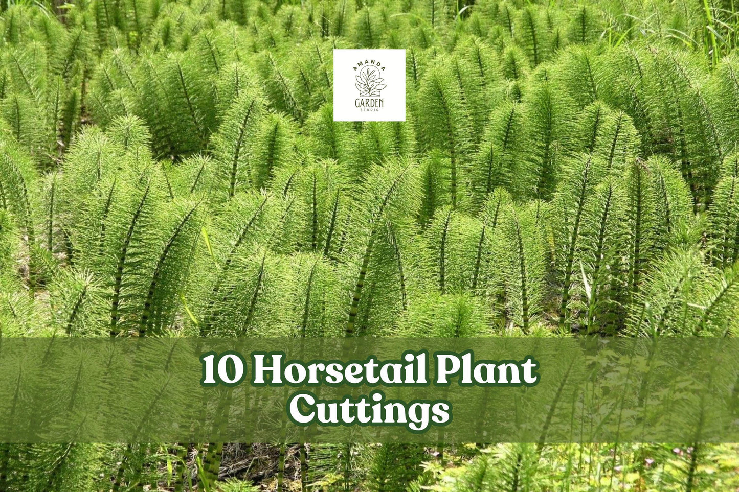 10 Horsetail Plant Cuttings Equisetum Aquatic Pond Plant Fast Growing Live Stems for Water Gardens