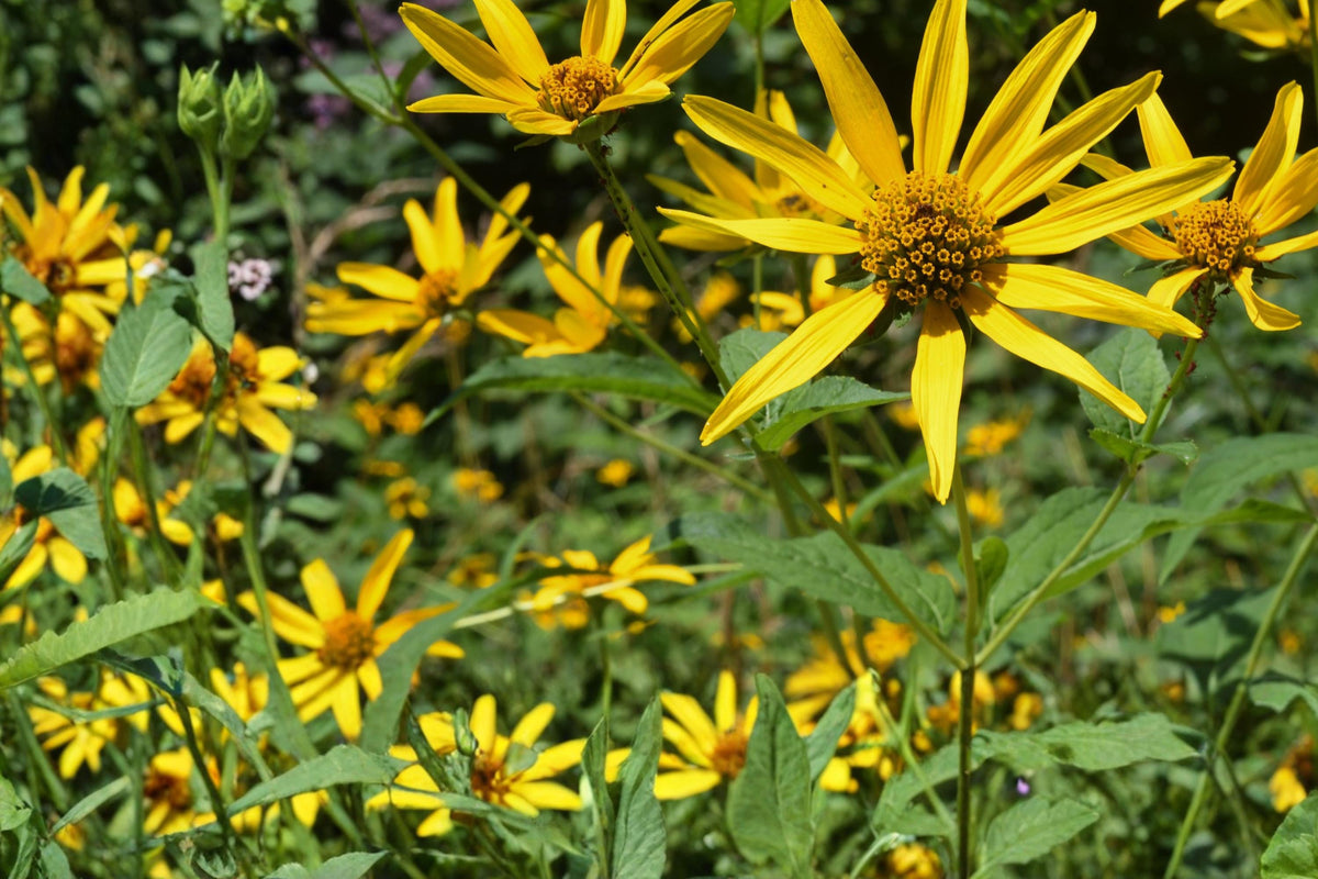 Early Sunflower Seeds – Heliopsis helianthoides perennial yellow flower seed for full sun gardens, pollinator-friendly wildflower seed