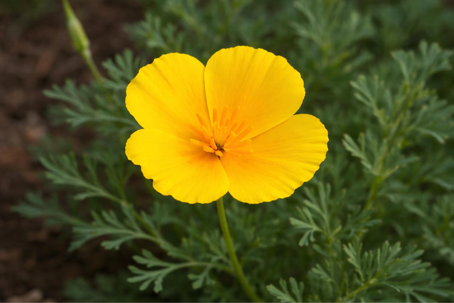 Dwarf California Poppy Seeds (Eschscholzia caespitosa) - Native Wildflower for Rock Gardens & Dry Areas, 100 Seeds