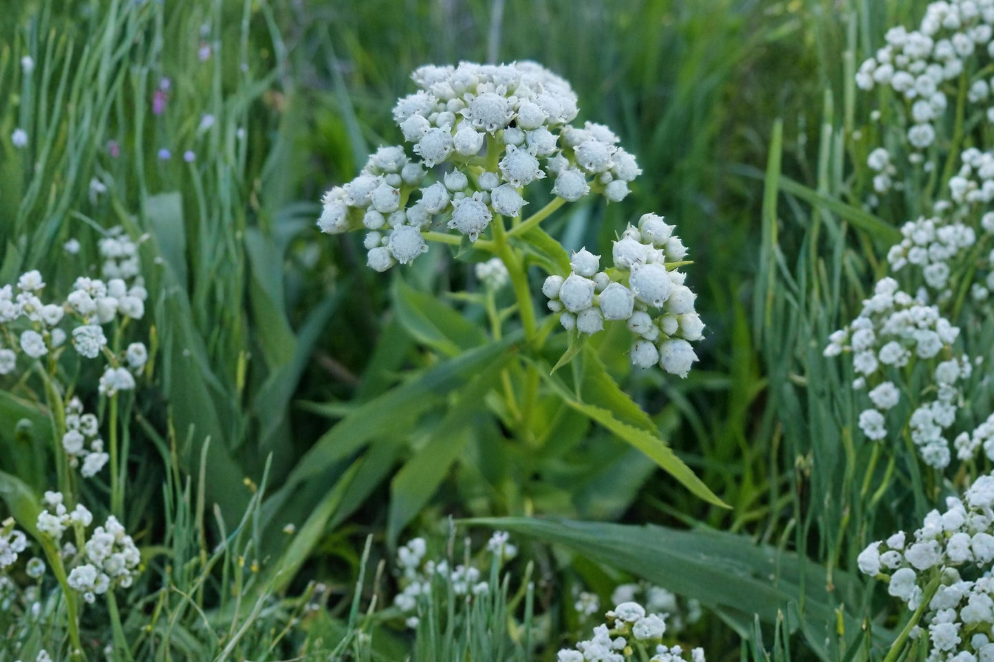 Wild Quinine Seeds – Parthenium integrifolium Perennial Wildflower with White Clusters, Native Prairie Plant Seed