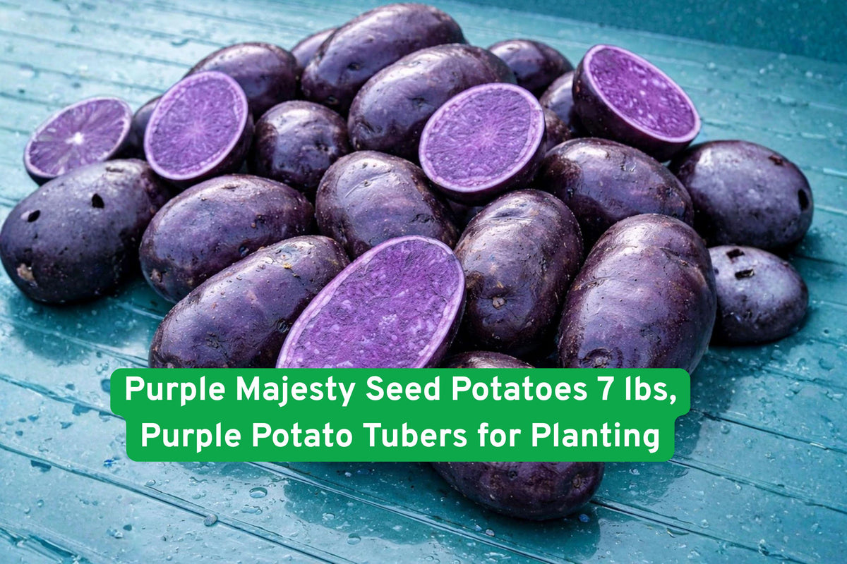 Purple Majesty Seed Potatoes 7 lbs | Heirloom Purple Potato Tubers for Planting | Edible Garden, Organic, High Yield