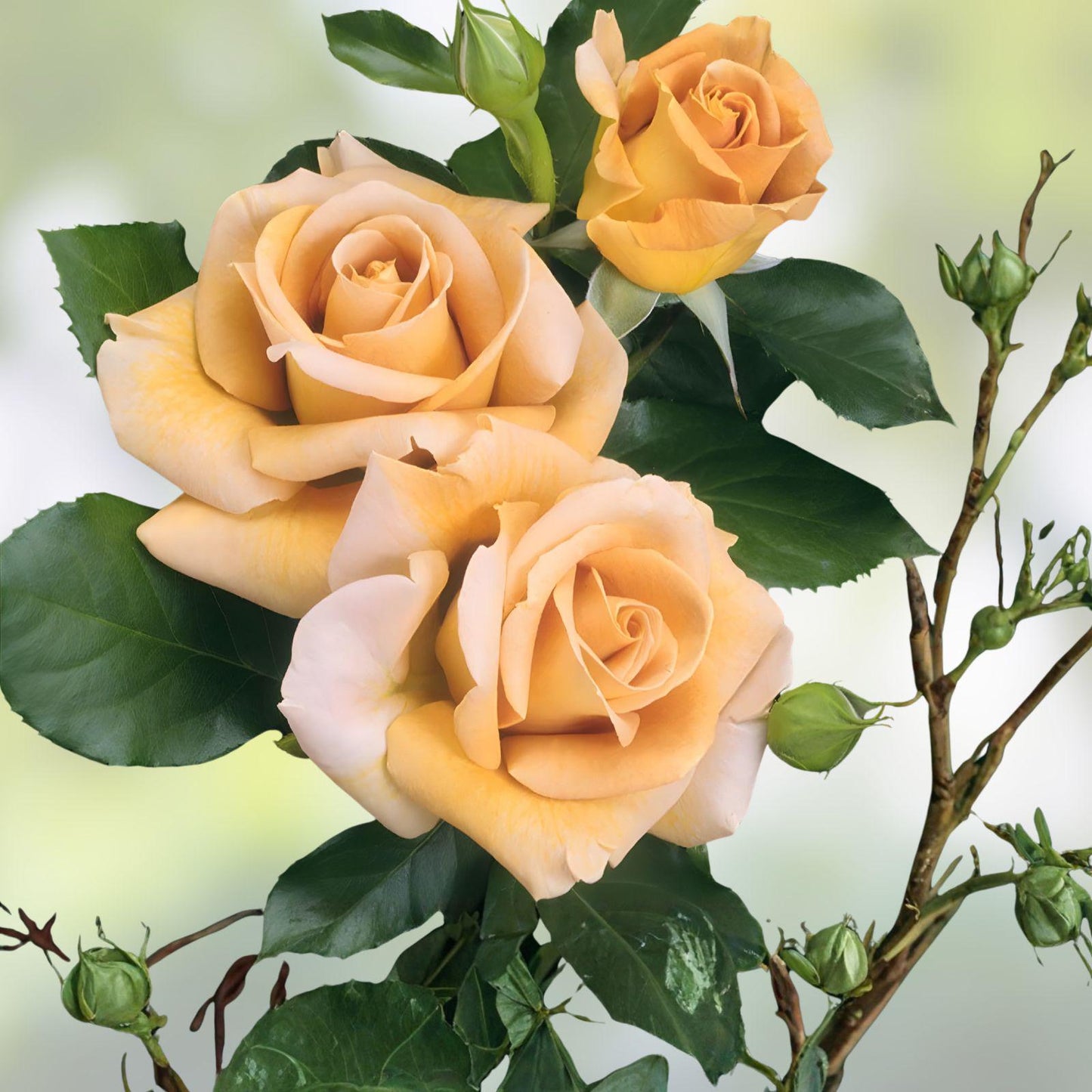 Rare Foney Dijon Rose Cuttings – Vintage Climbing Rose, Unrooted Live Plants for Propagation & Grafting, Rosa ‘Foney Dijon’