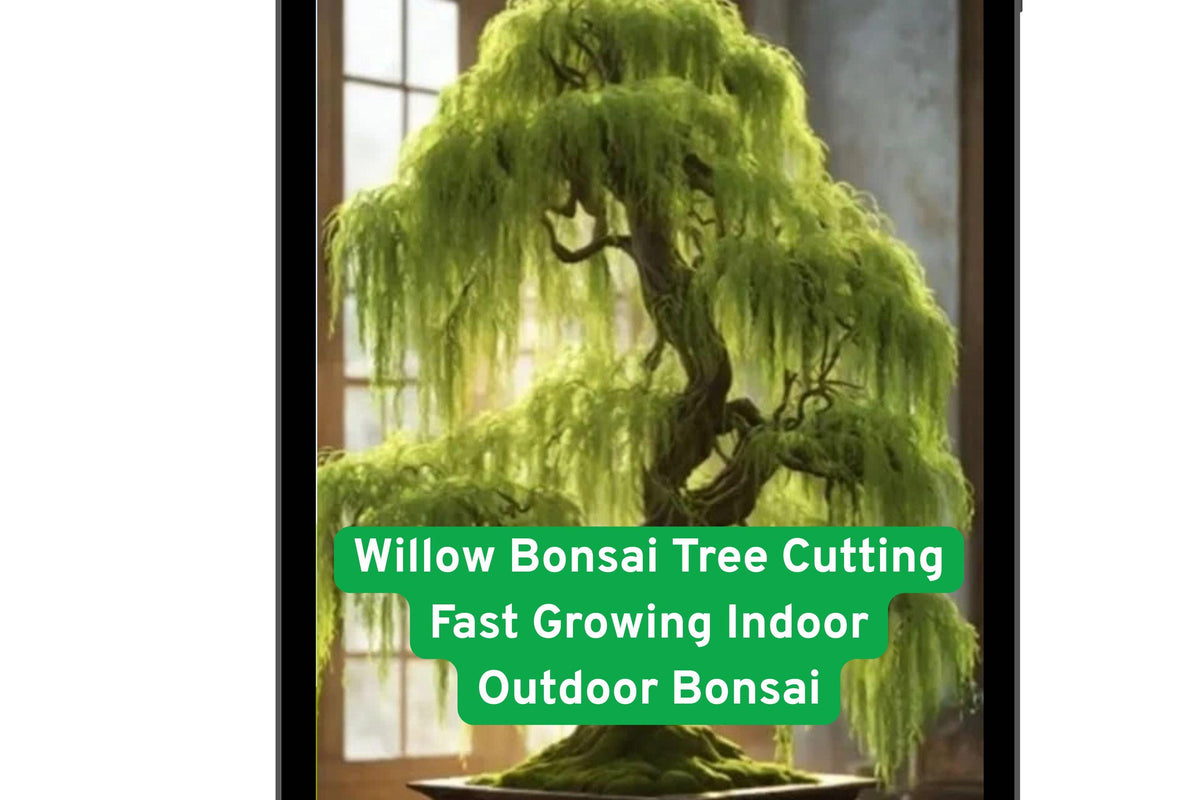 Willow Bonsai Tree Cutting | Fast-Growing Indoor & Outdoor Salix spp. Bare Root Bonsai Plant