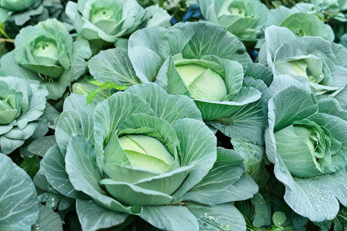 All Seasons Heirloom Cabbage Seeds – Non-GMO, High Yield, Cold Hardy, 500+ Seeds for Spring and Fall Gardening
