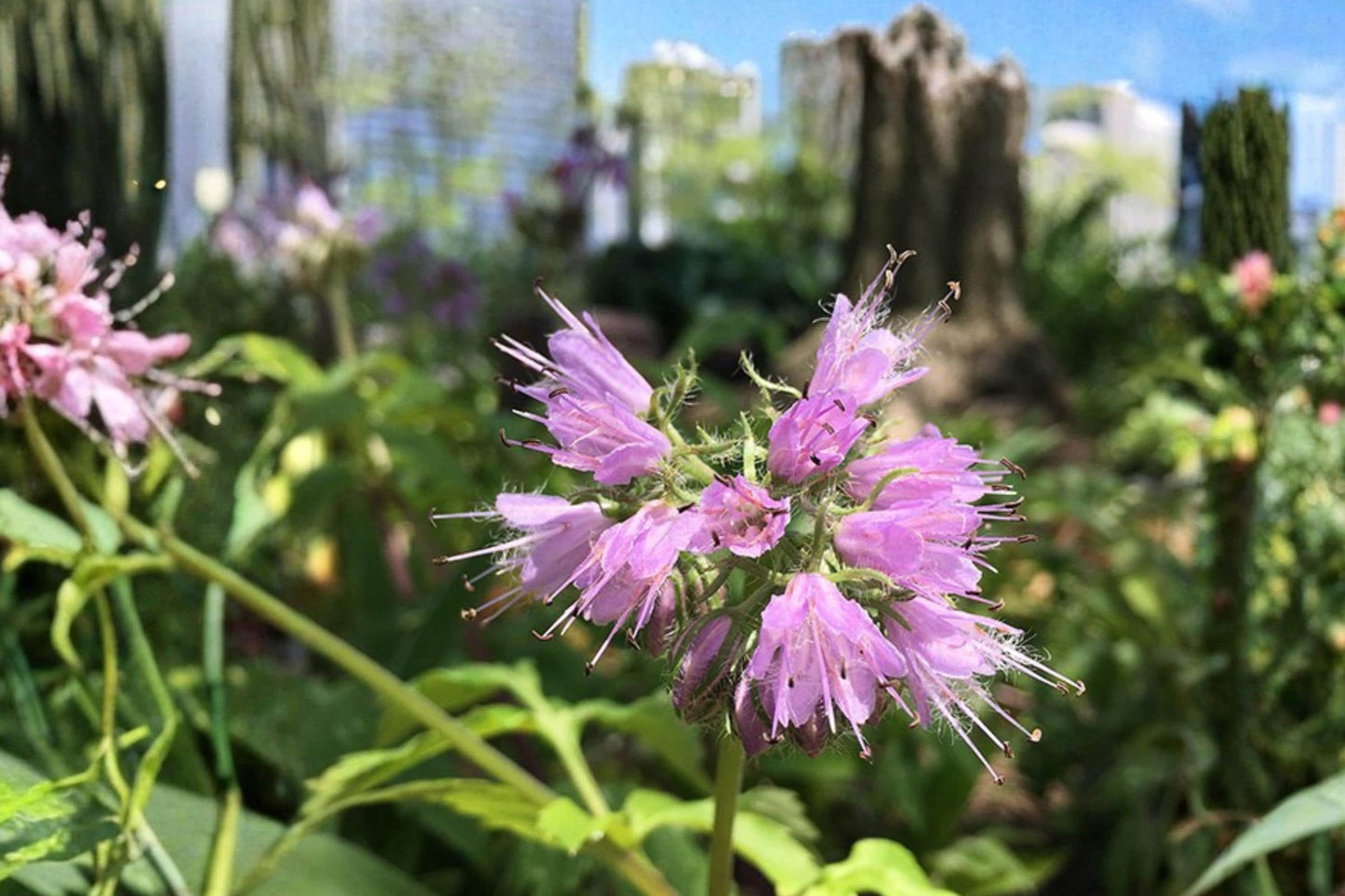 Virginia Waterleaf Seeds – Perennial Woodland Wildflower with Pale Lavender to White Flowers – Hydrophyllum virginianum