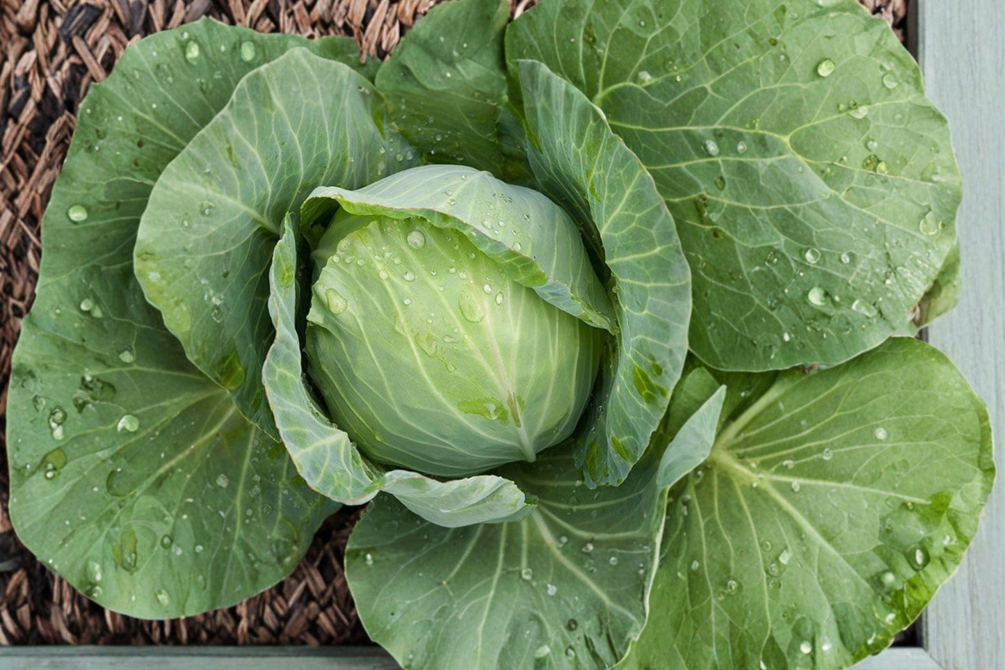 Golden Acre Heirloom Cabbage Seeds – Non-GMO, Early Compact Green Heads, 1000+ Seeds for Garden, Salad, and Coleslaw