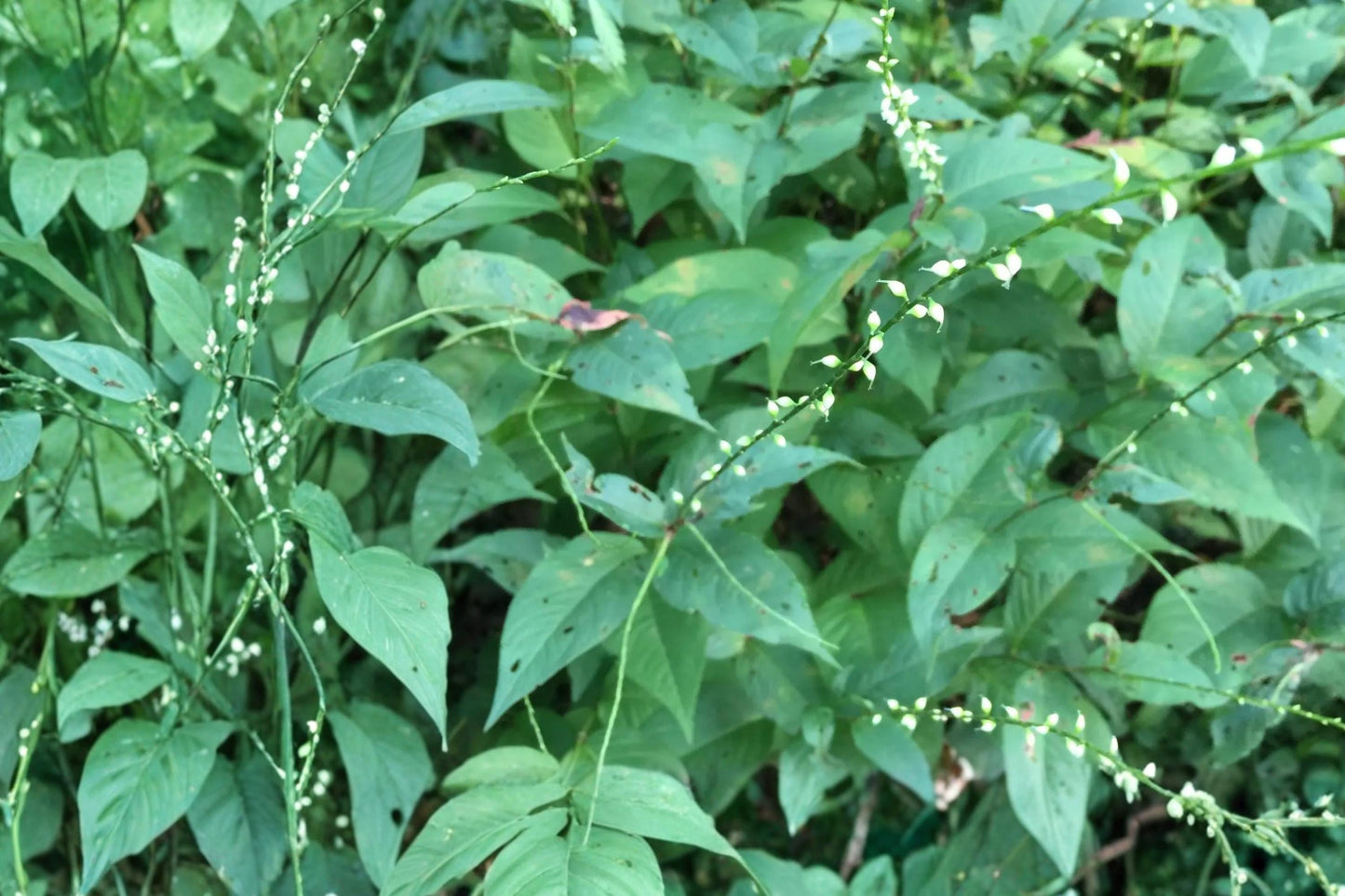 Jumpseed Seeds – Persicaria virginiana Perennial Woodland Plant with White to Pale Pink Flowers