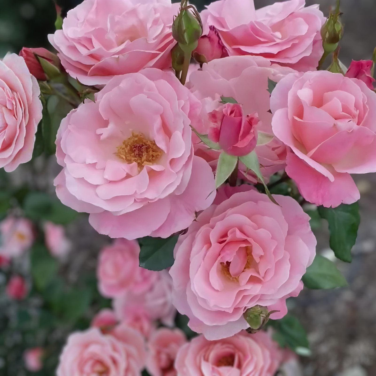 Queen Elizabeth Rose Cuttings – Pink Grandiflora, 3 Live Unrooted Rose Cuttings, Rosa ‘Queen Elizabeth’