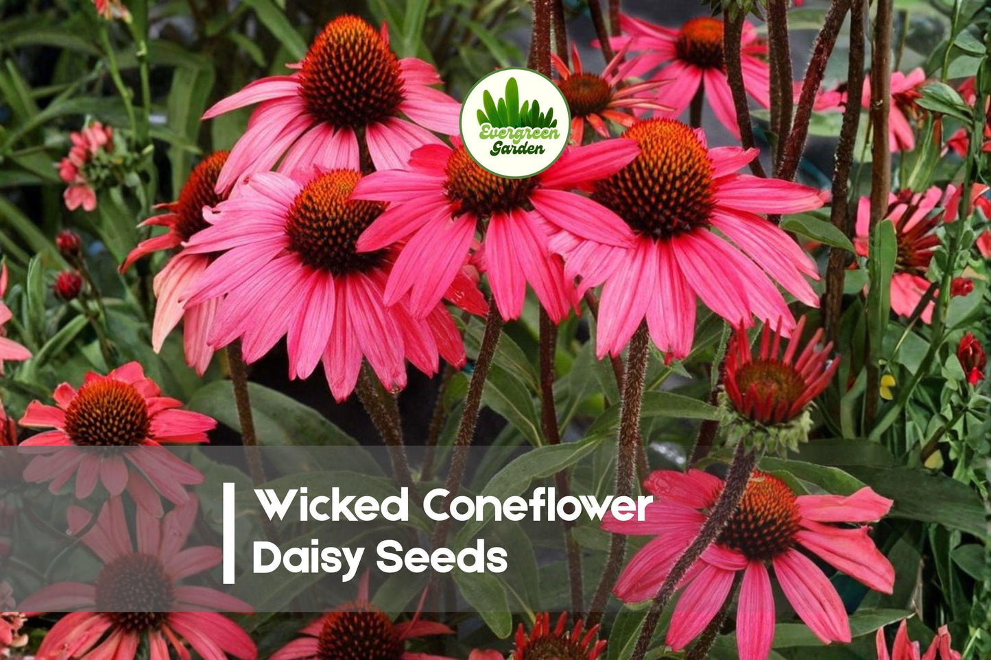 Wicked Coneflower Daisy Seeds, Rudbeckia hirta, Bright Yellow Flowers, Pollinator Attracting, Full Sun, 200 Seeds