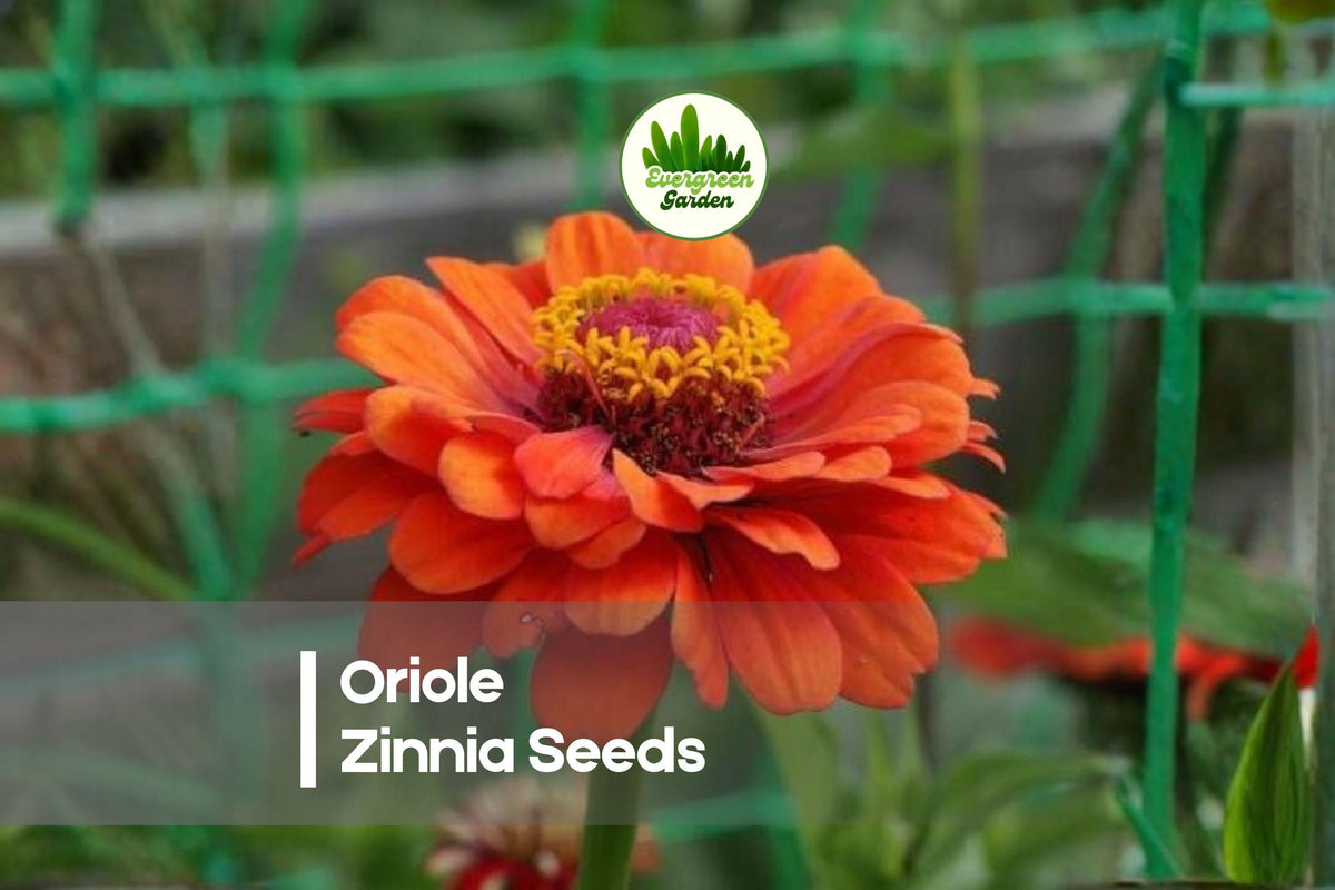 100 Oriole Zinnia Seeds – Bright Orange Flowers, Annual, Zinnia elegans, Full Sun, Pollinator & Cut Flower Garden