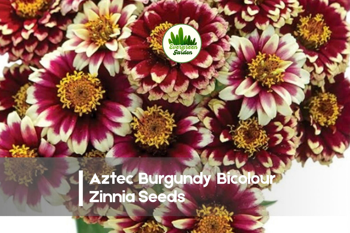 Aztec Burgundy Bicolour Zinnia Seeds – Bright Burgundy & Gold Bicolour Annual Flowers for Borders, Cut Flowers & Pollinator Gardens