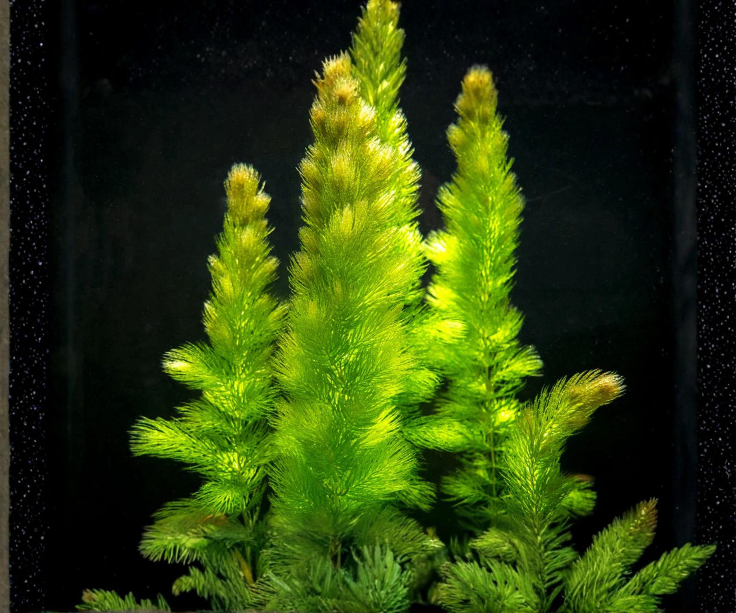 Hornwort Aquarium Plants 3 Pack, Live Freshwater Background, Fast Growing, Easy Care, Ceratophyllum demersum