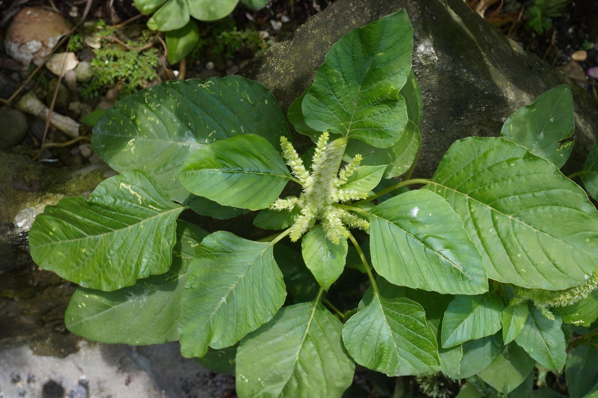 White Leaf Amaranth Seeds (Amaranthus mangostanus) – Edible, Fast-Growing Leafy Vegetable for Home Gardening & Asian Cuisine