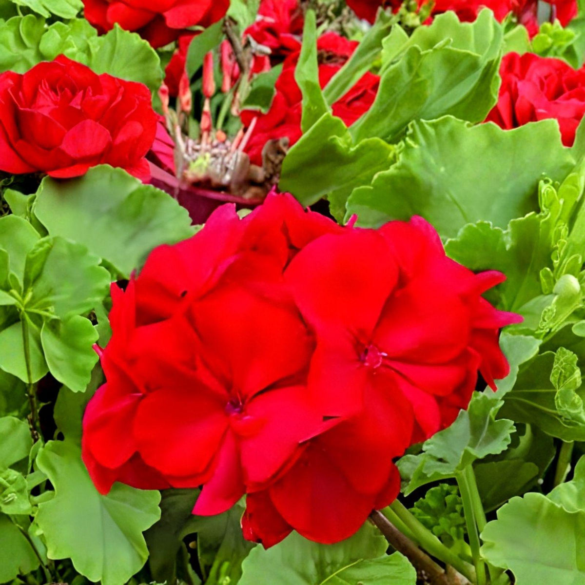 Red Geranium Cuttings | Pelargonium Live Plant | Bright Red Blooms | 3 Unrooted Cuttings for Garden and Container Planting