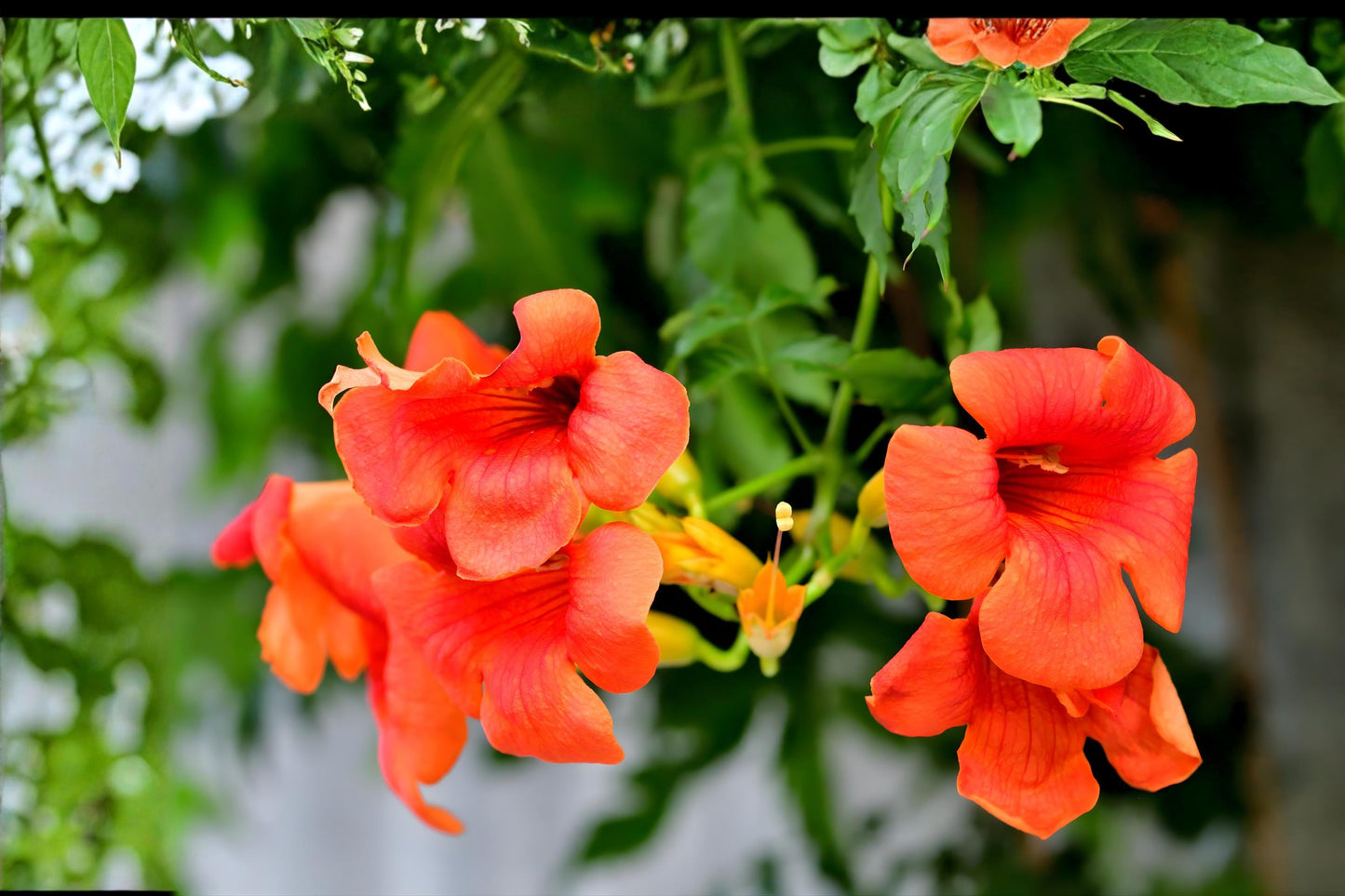 Trumpet Vine Seeds (Campsis radicans) – Fast-Growing Climbing Vine with Orange Trumpet Flowers for Fences & Walls