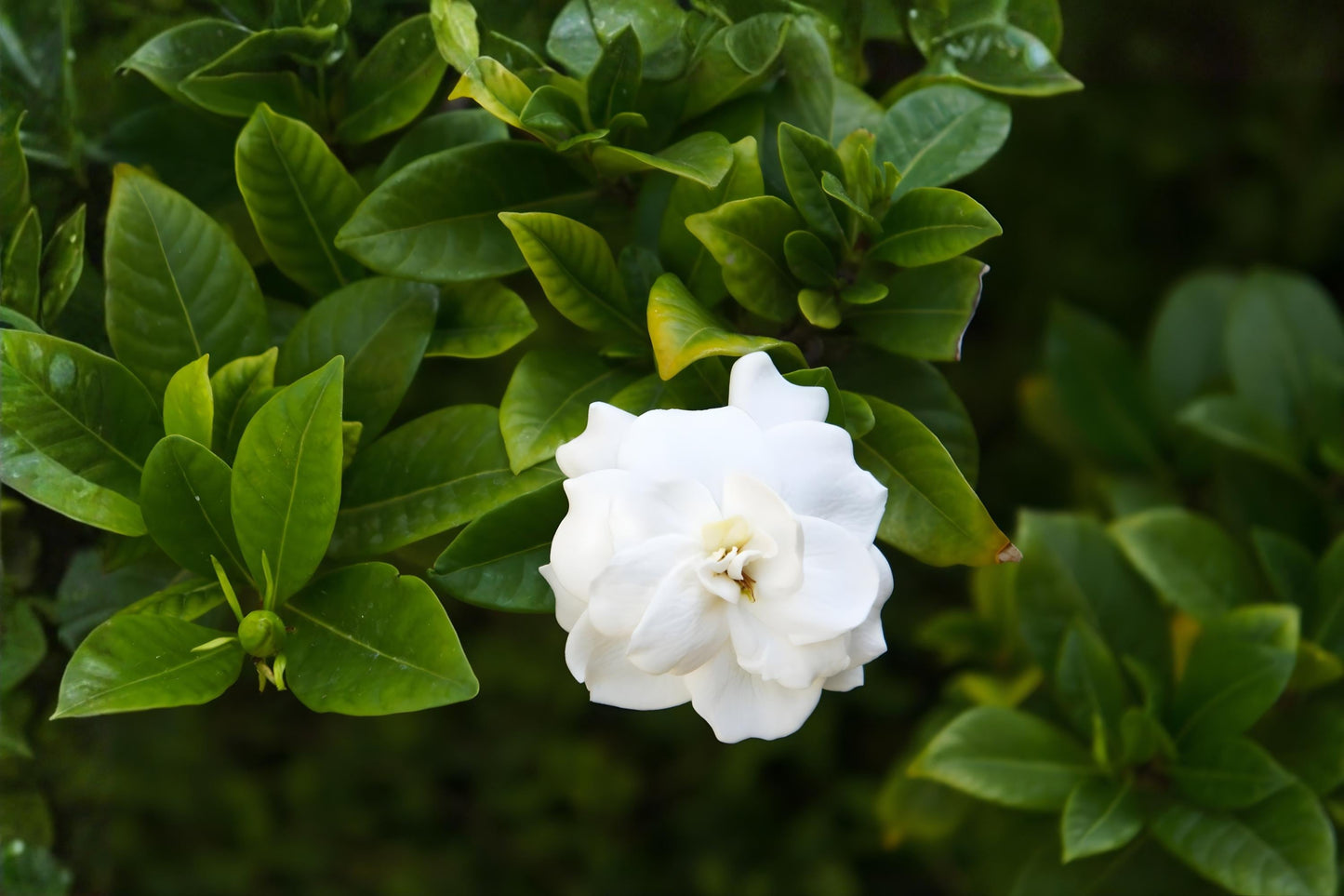 Gardenia Seeds 20 Pack | Fragrant Evergreen Shrub | Gardenia jasminoides | Ornamental Plant for Gardens & Containers