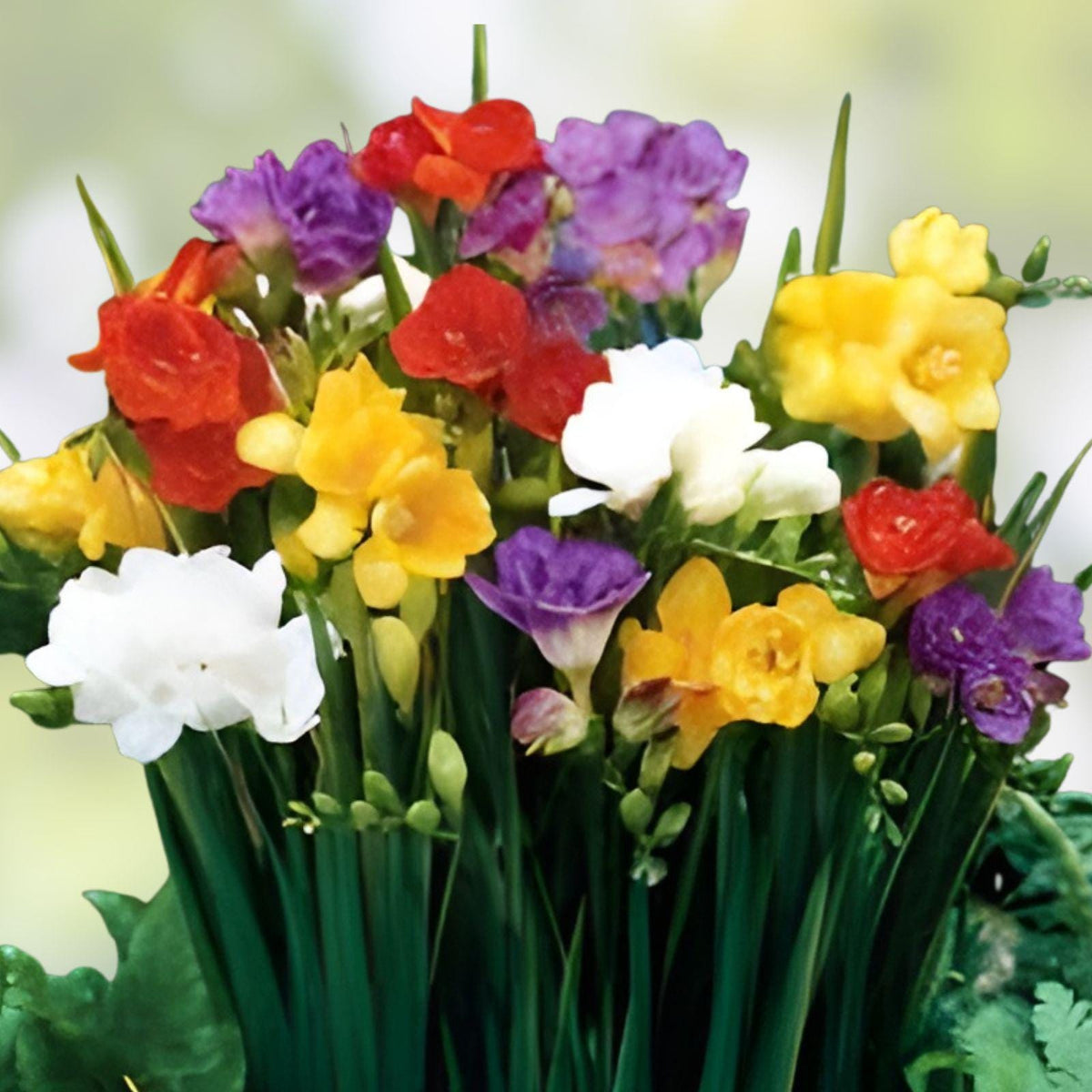 Freesia Bulb Mix – 10 Live Fragrant Spring Flowers in Pink, Yellow, White, Purple – Freesia spp.