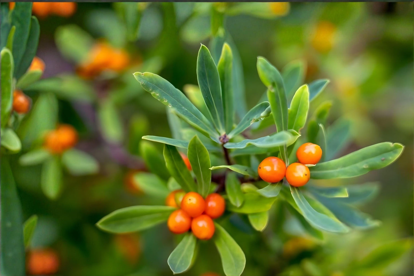 Sea Buckthorn Seeds (20) | Hardy Berry Shrub Hippophae rhamnoides for Edible Fruit & Drought Tolerance