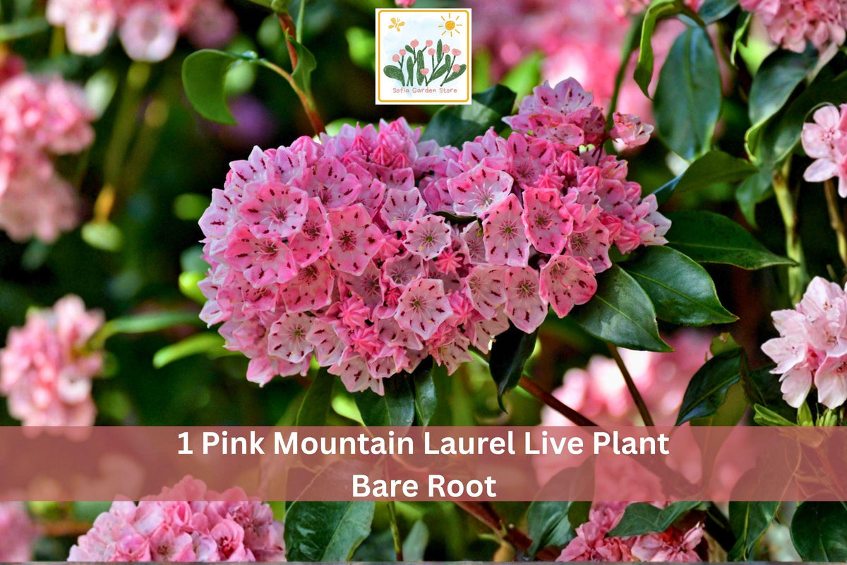 Pink Mountain Laurel Live Plant Bare Root Kalmia latifolia Flowering Shrub for Garden and Landscape