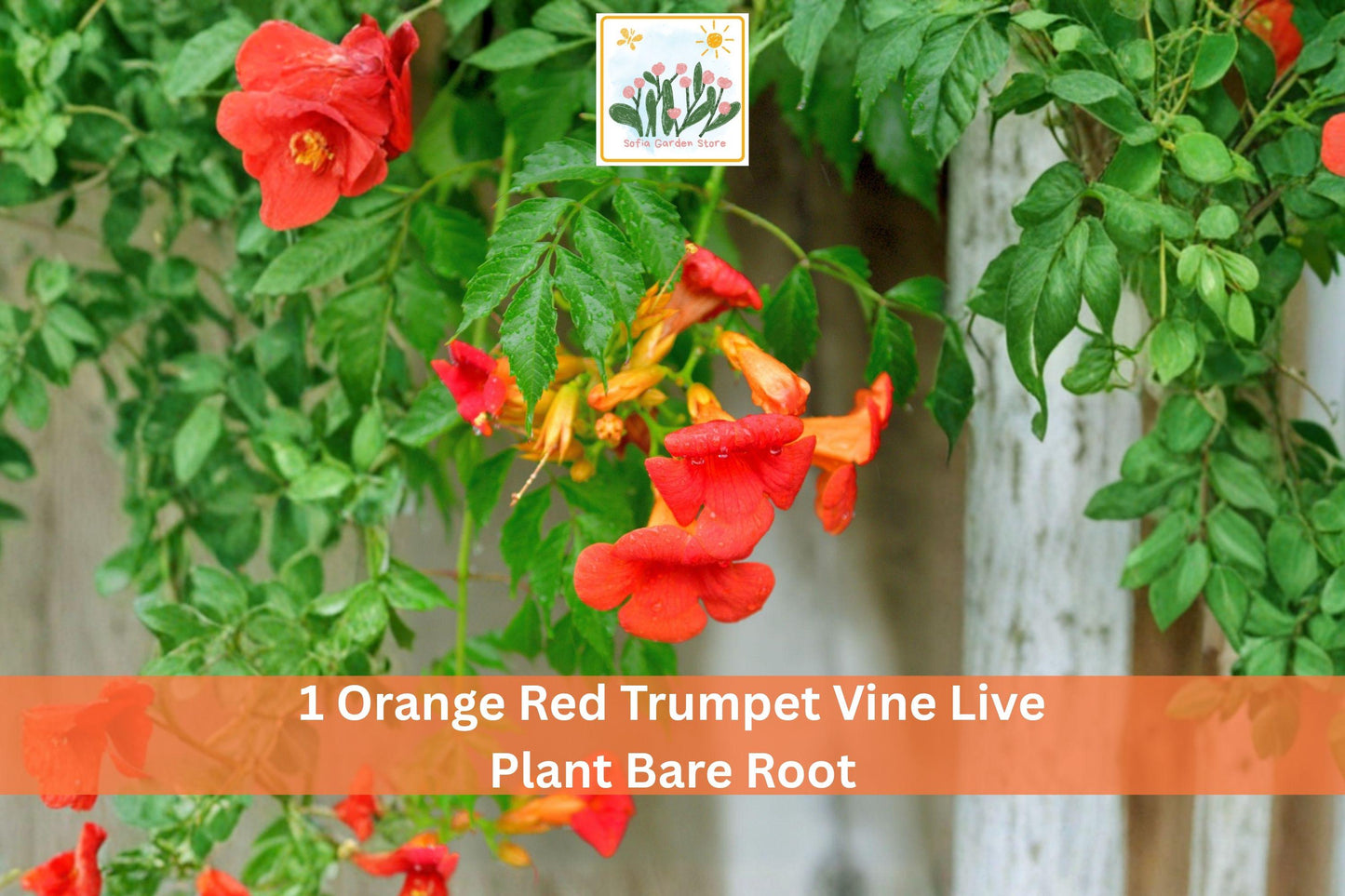 Orange Red Trumpet Vine Live Plant | Climbing Campsis radicans Bare Root | Vibrant Vertical Garden, Fast-Growing Outdoor Climber