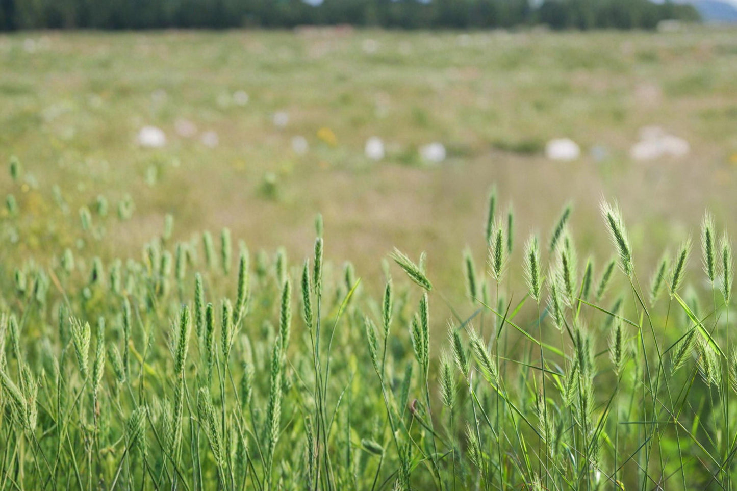 Virginia Wildrye Seeds – Elymus virginicus Native Perennial Grass for Restoration & Habitat Plantings
